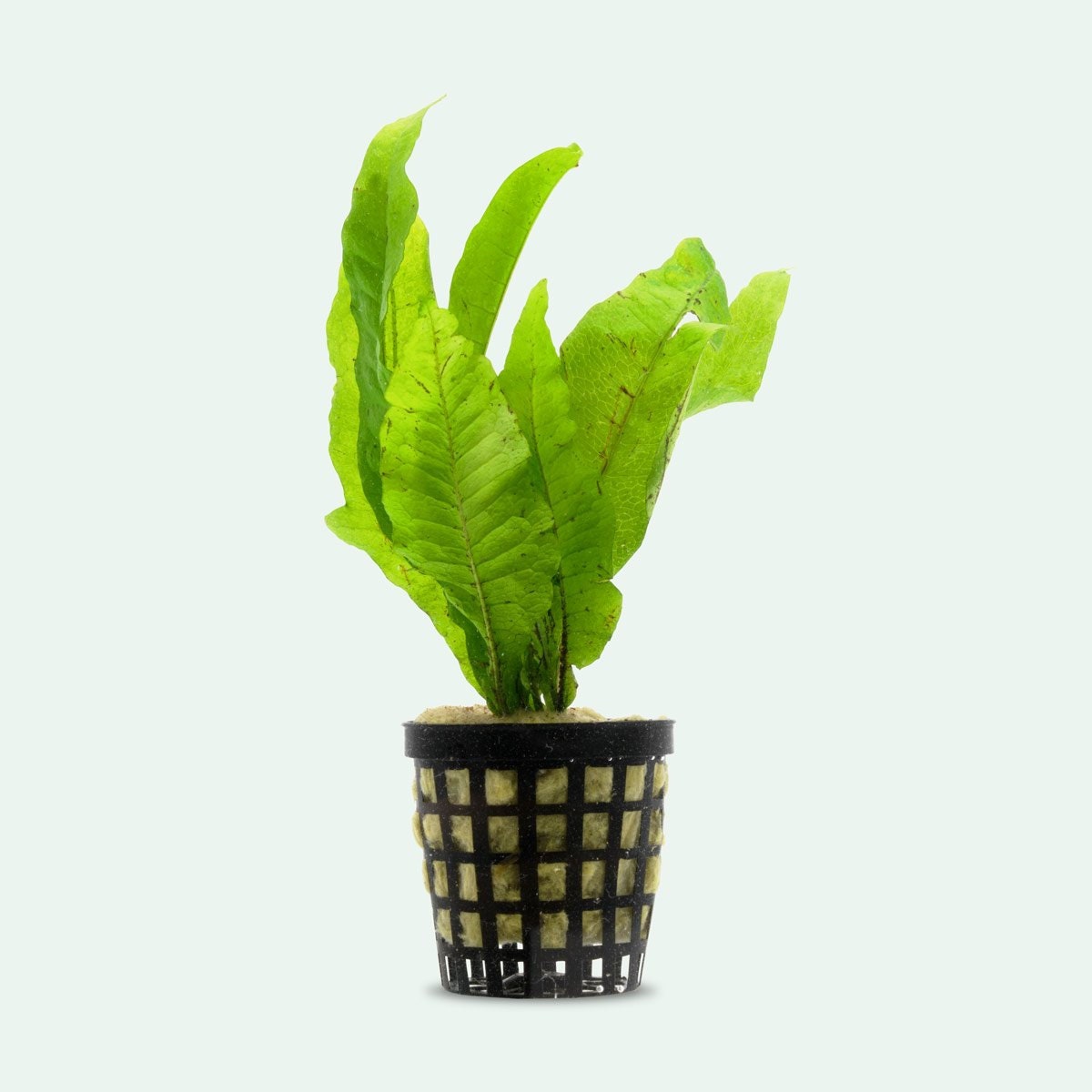 Java Fern Microsorum Pteropus Easy Beginner Live Aquatic Plant for Aq…