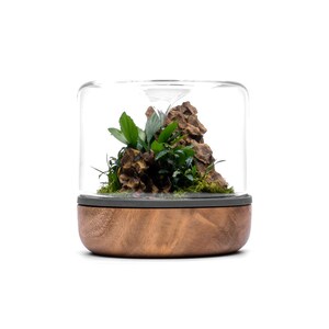 May include: A small glass terrarium with a wooden base. The terrarium contains a small rock formation and green plants.