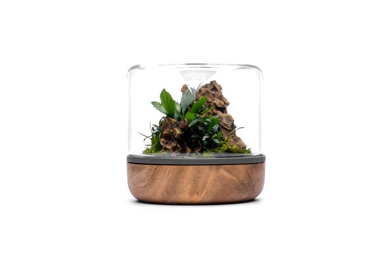 May include: A small glass terrarium with a wooden base. The terrarium contains a small rock formation and green plants.