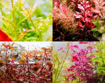 5 Freshwater Aquatic Stem Plant Pack, Assorted Colorful Stem Plants for Aquascaping, Planted Aquarium Tanks & Terrariums - Pack Plant Bundle