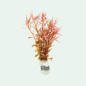 Rotala H&#39;Ra Easy Live Aquatic Stem Plant for Planted Aquarium, Terrarium & Freshwater Aquarium, Live Aquarium Plants, Fish Tank Decor