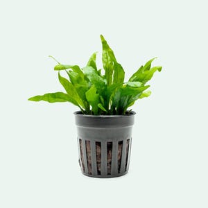 Java Fern Narrow Mini (Microsorum Pteropus) - Beginner Friendly Aquatic Plant, Mini Fern for Freshwater Planted Tank and Aquascaping