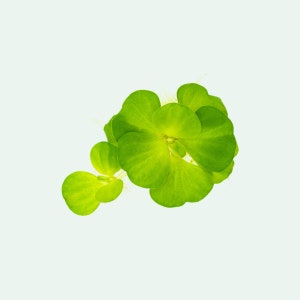 Water Lettuce Pistia Stratiotes Live Aquarium Floating Plants For Fish Tank Decor, Live Aquatic Floating Plants, Freshwater Pond Plant