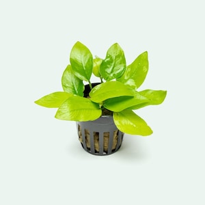 Anubias Nana Golden - Live Aquarium Plants, Low Light Plants for Planted Tank, Planted Aquarium, Betta Splendens Fish Tank, Freshwater Tank