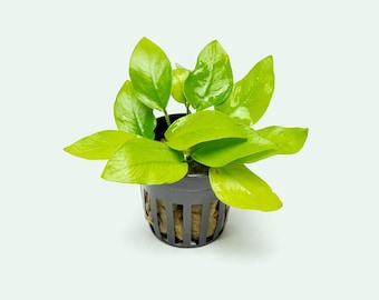 Easy Aquarium Plant – Anubias Nana Golden for Planted Aquariums and Aquascaping