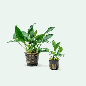 Anubias Short and Sharp Mother Plant - Large Live Beginner Friendly Aquatic Plant for Planted Aquarium, Terrarium, Vivarium, Paludarium