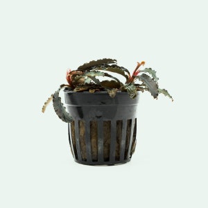 May include: A potted aquatic plant with dark green, textured leaves and red stems. The plant is in a black plastic pot with a slotted design, revealing the brown substrate within. The background is a plain white.