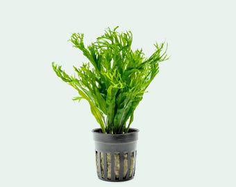 Java Fern Windelov (Microsorum Pteropus) - Easy Aquarium Plants for Freshwater Aquarium & Aquascaping