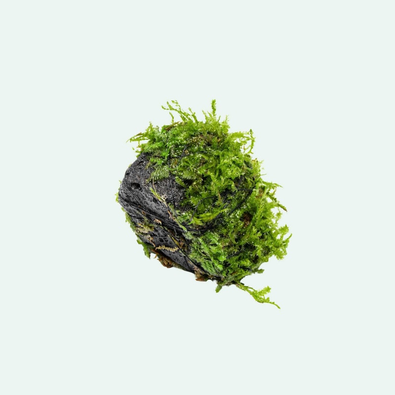 Mosey Rocks Moss Pet Rocks - Etsy