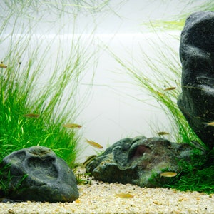 Hakkai Stone Pahai Stone Planted Aquarium Aquascaping Rock