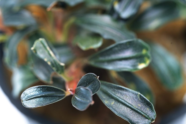 Bucephalandra Lamandau Mini Purple Rare Buce Plants, Live Aquarium Plant, Easy Beginner Live Aquatic Plants, Plant for Fish Tank Decor image 4