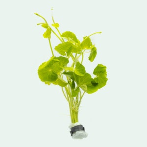 Hydrocotyle Leucocephala Easy Live Aquatic Plant, Beginner Aquarium Plants for Planted Tank & Terrarium, Fish Tank Decoration