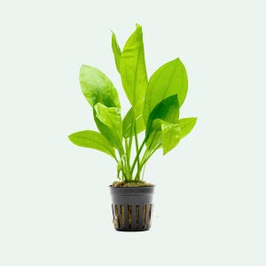 Live Aquarium Plants – Echinodorus Bleheri for Ponds, Aquascaping and Fish Tanks