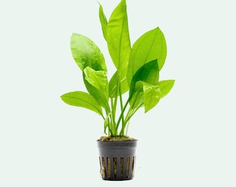 Live Aquarium Plants – Echinodorus Bleheri for Ponds, Aquascaping and Fish Tanks
