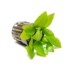 Anubias Nana Golden - Live Aquarium Plants, Low Light Plants for Planted Tank, Planted Aquarium, Betta Splendens Fish Tank, Freshwater Tank