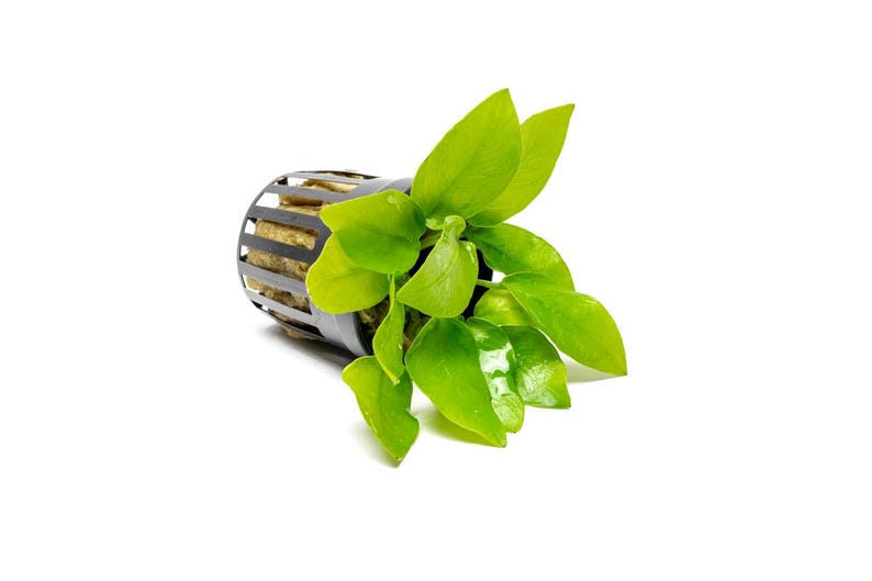 Anubias Nana Golden - Live Aquarium Plants, Low Light Plants for Planted Tank, Planted Aquarium, Betta Splendens Fish Tank, Freshwater Tank
