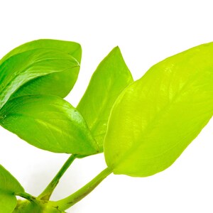 Anubias Nana Golden - Live Aquarium Plants, Low Light Plants for Planted Tank, Planted Aquarium, Betta Splendens Fish Tank, Freshwater Tank