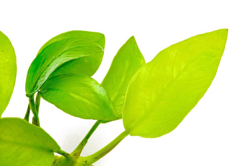 Anubias Nana Golden - Live Aquarium Plants, Low Light Plants for Planted Tank, Planted Aquarium, Betta Splendens Fish Tank, Freshwater Tank