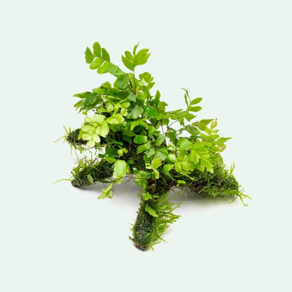 Southern Maidenhair Fern, Adiantum Capillus Veneris & Moss on Driftwood | Terrarium Plant, Fairy Garden Plant, Vivarium, Aquarium Decoration