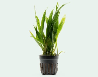 Microsorum Pteropus Java Fern Black Forest Hardy Leaf  Live Aquatic Plant, Easy Beginner Aquarium Plants, Fern Plant for Fish Tank Decor