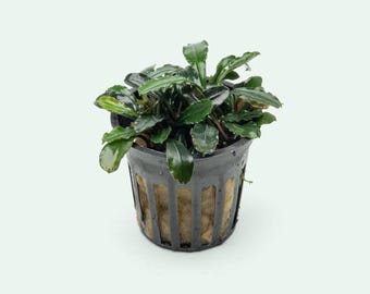 Bucephalandra Midnight Blue - Live Aquatic Plants - Only Plants