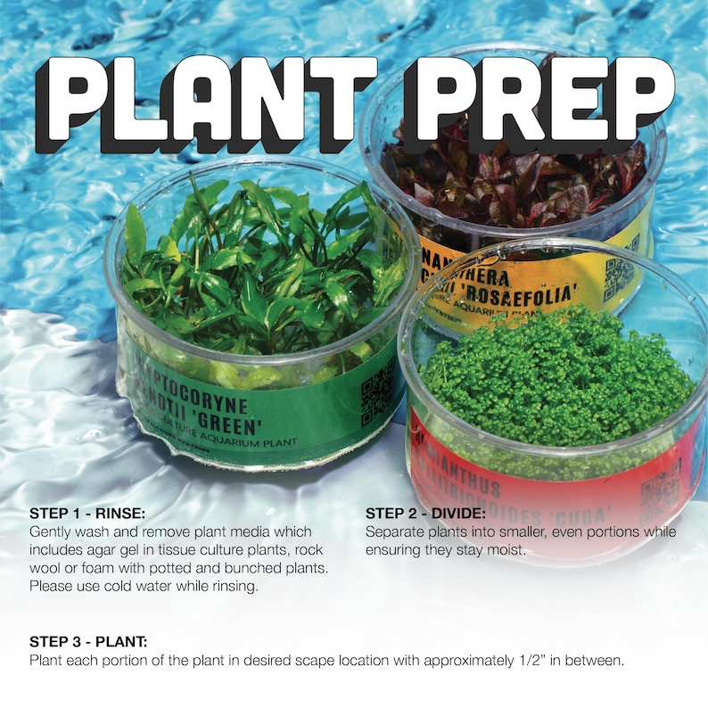 Easy Aquarium Plant – Anubias Nana Golden for Planted Aquariums and Aquascaping image 10