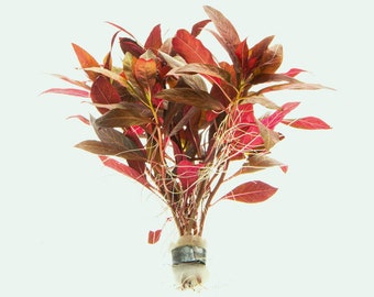 Alternanthera Reineckii, Easy Red Aquatic Plant, Planted Aquarium Tank, Live Aquarium Plants, Fish Tank Plants