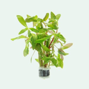 Limnophila Belem Easy Beginner Live Aquatic Stem Plant for Aquascape, Live Aquarium Plants, Plant For Fish Tank Decor, Rare Aquatic Plants