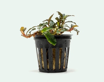 Bucephalandra Silver Gray Live Aquatic Plants by Only Plants USA