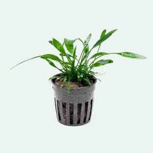 Cryptocoryne Lucens Tissue Culture Easy Beginner Aquatic Plants, Live Aquarium Plants, Cryptocoryne Plant for Planted Tank, Crypt Plant