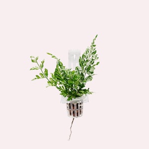 May include: A small green fern plant with white variegation growing in a clear plastic pot with a mesh bottom. The plant is suspended from a clear plastic hook.
