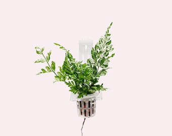 Hydroponic Planter Pot - Small, Aquarium Rim Pothos Holder, Acrylic Aquaponic Pot Holder, Adjustable Plant Propagation Station for Fish Tank