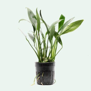 Anubias Congensis Mini, Easy Live Aquatic Plant, Beginner Aquarium Plants, Freshwater Plants, Fish Tank Decorations, Anubias Plant