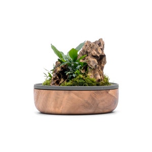 May include: A wooden planter with a gray rim, filled with moss, a small green plant, and a brown rock.