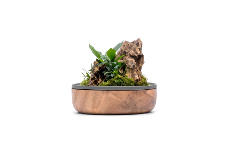 May include: A wooden planter with a gray rim, filled with moss, a small green plant, and a brown rock.