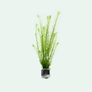 Mayaca Fluviatilis - Live Aquatic Plant | Freshwater Aquarium, Fish Tank Plants, Planted Aquariums, Planted Tanks and Aquascaping