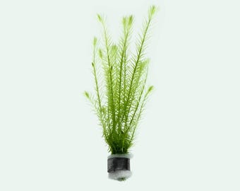 Mayaca Fluviatilis - Live Aquatic Plant | Freshwater Aquarium, Fish Tank Plants, Planted Aquariums, Planted Tanks and Aquascaping