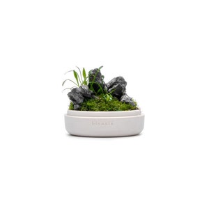 Natura Bioasis Terrarium S