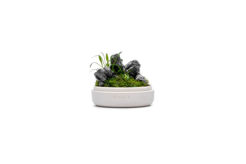 Natura Bioasis Terrarium S