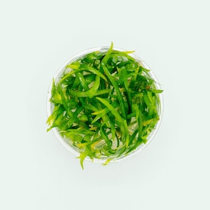 Dwarf Sagittaria Subulata Dwarf Sag - Live Aquarium Plants, Live Aquatic Plants, Easy Aquatic Carpeting Plant, Fish Tank Decor, Pond Plant