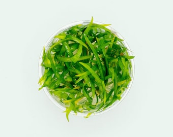 Aquarium Carpet Plants – Dwarf Sagittaria Subulata for Planted Aquariums & Aquascaping