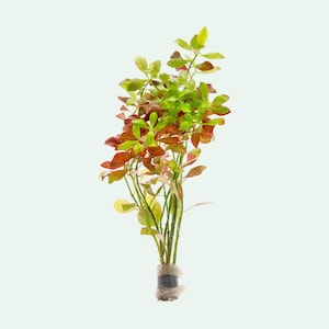 Ludwigia Repens Live Aquarium Red Plant , Easy Aquatic Plants For Beginner, Stem Plant for Terrarium and Aquascaping, Fish Tank Decoration