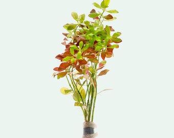 Ludwigia Repens Live Aquarium Red Plant , Easy Aquatic Plants For Beginner, Stem Plant for Terrarium and Aquascaping, Fish Tank Decoration