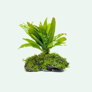 May include: A vibrant green aquatic plant, likely Java Fern, is displayed. The plant features long, pointed leaves emerging from a base of lush green moss. The plant is mounted on a dark, textured rock, creating a natural, decorative element for aquariums or terrariums.