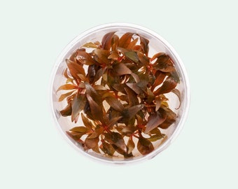 Alternanthera Reineckii Mini Easy Live Aquatic Plants, Red Aquarium Plants, Fish Tank Decor, Aquarium Decorations, Tissue Culture