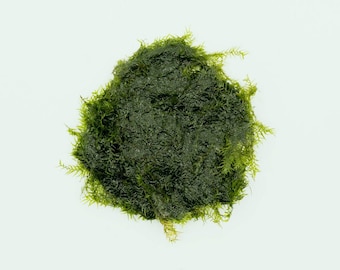 Aquarium Moss – Fissidens Fontanus for Aquascaping and Fish Tanks
