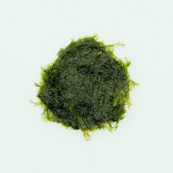 Fissidens Fontanus Live Aquatic Moss Plant, Aquarium Moss-Plant for Aquascaping rocks & Aquarium Driftwood, Fish Tank Decor