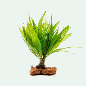 Java Fern Aquarium Decor Mat Easy Beginner Live Aquatic Plants, Easy Live Aquarium Plant for Fish Tank Decor, Plants For Driftwood