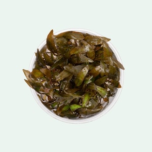 Cryptocoryne Wendtii Brown Crypt Wendtii Red Live Aquarium Plants, Easy Beginner Aquatic Plant, Crypt Plants for Fish Tank Decoration