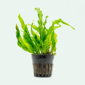 May include: A green leafy plant with light green leaves in a black plastic pot with drainage holes. The plant is sitting on a white background.